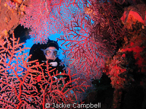 Near the bow gun on the Fujikawa Maru, I found this beaut... by Jackie Campbell 